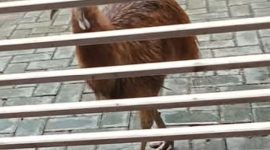 Kasuari Kerdil (Casuarius bennetti)