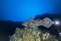 Ikan Purba Coelacanth, ditemukan hidup pada laut di sekitar Maluku Utara, (Foto: Dok. Unpatti)