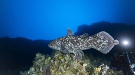 Ikan Purba Coelacanth, ditemukan hidup pada laut di sekitar Maluku Utara, (Foto: Dok. Unpatti)