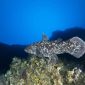Ikan Purba Coelacanth, ditemukan hidup pada laut di sekitar Maluku Utara, (Foto: Dok. Unpatti)