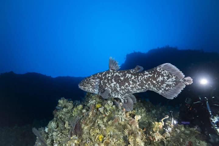 Ikan Purba Coelacanth, ditemukan hidup pada laut di sekitar Maluku Utara, (Foto: Dok. Unpatti)