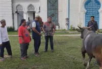 Penyerahan Bantuan Sapi Kurban oleh Ketua DPRD Provinsi Maluku Benhur Watubun kepada pihak Masjid (Foto:ist)