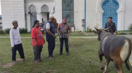 Penyerahan Bantuan Sapi Kurban oleh Ketua DPRD Provinsi Maluku Benhur Watubun kepada pihak Masjid (Foto:ist)