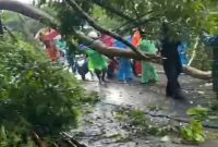 Pohon dan tiang listrik PLN yang tumbang, Lokasi Amahusu (Foto:ist)