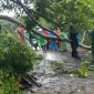 Pohon dan tiang listrik PLN yang tumbang, Lokasi Amahusu (Foto:ist)