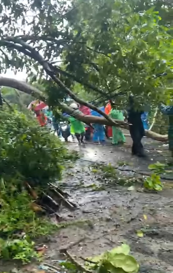 Pohon dan tiang listrik PLN yang tumbang, Lokasi Amahusu (Foto:ist)